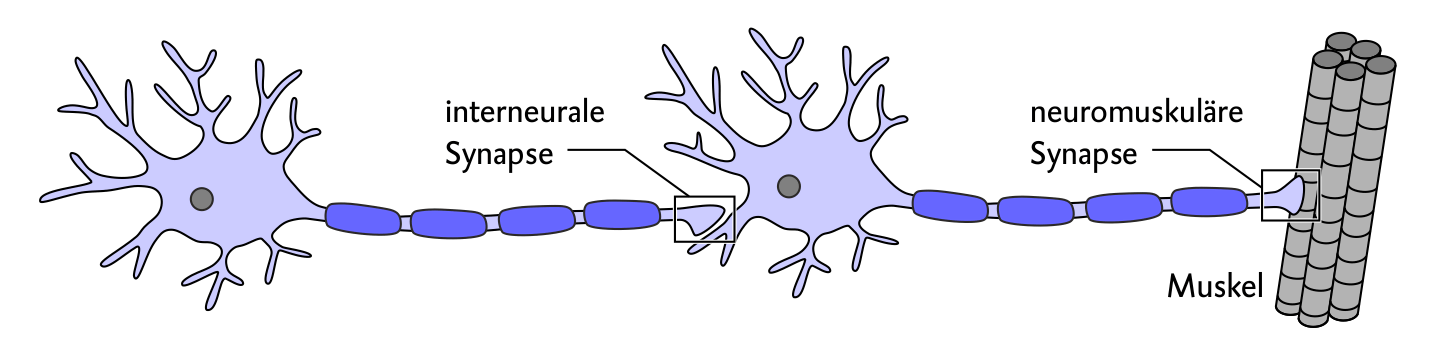Schematische Darstellung einer interneuralen und einer neuromuskulären Synapse zwischen Nervenzellen und Muskel.