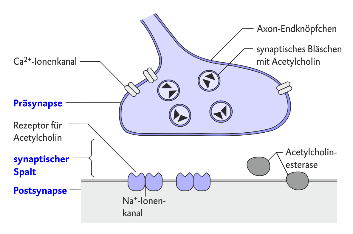 Schematische Darstellung einer neuromuskulären Synapse mit Prä- und Postsynapse, synaptischem Spalt, Acetylcholin sowie Ionenkanälen.