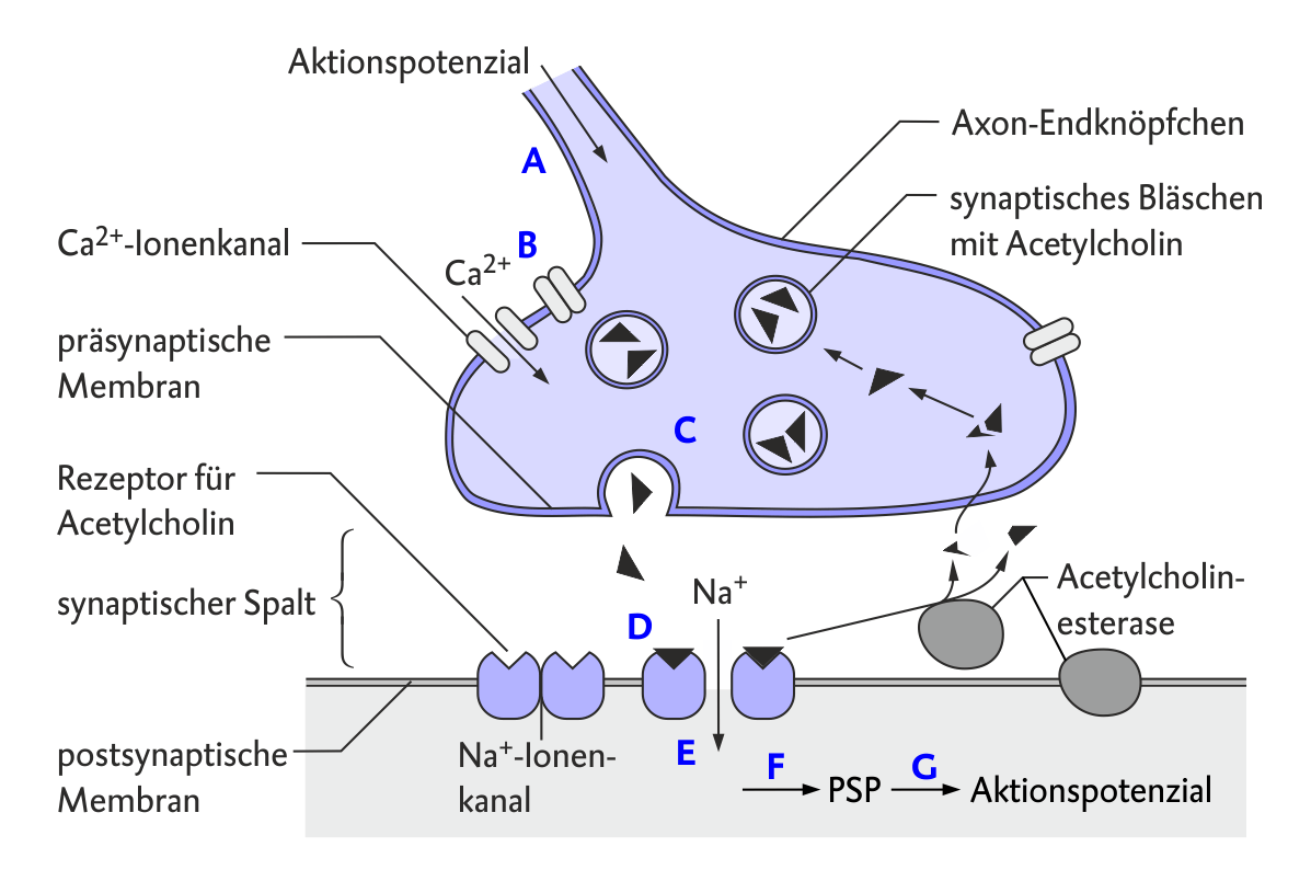 Schematische Darstellung der Erregungsübertragung an einer neuromuskulären Synapse mit Aktionspotenzial, Acetylcholin und Ionenströmen.